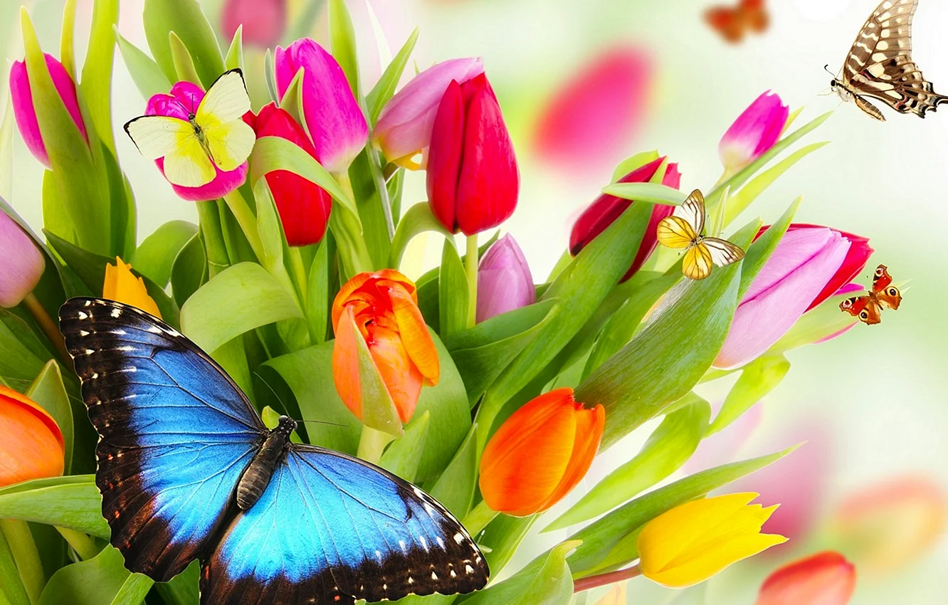 Весна цветы бабочки