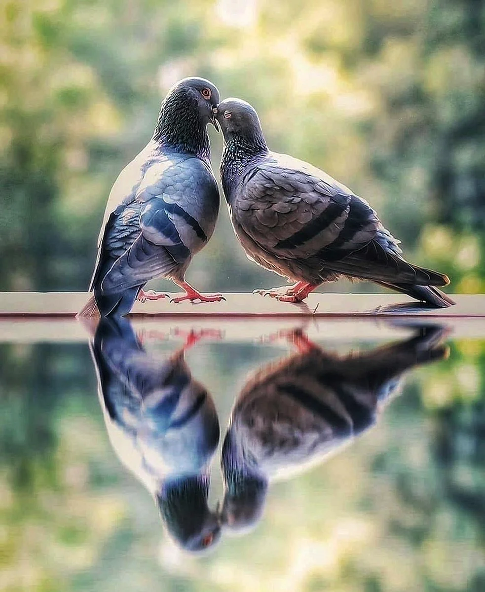 Влюбленные птицы