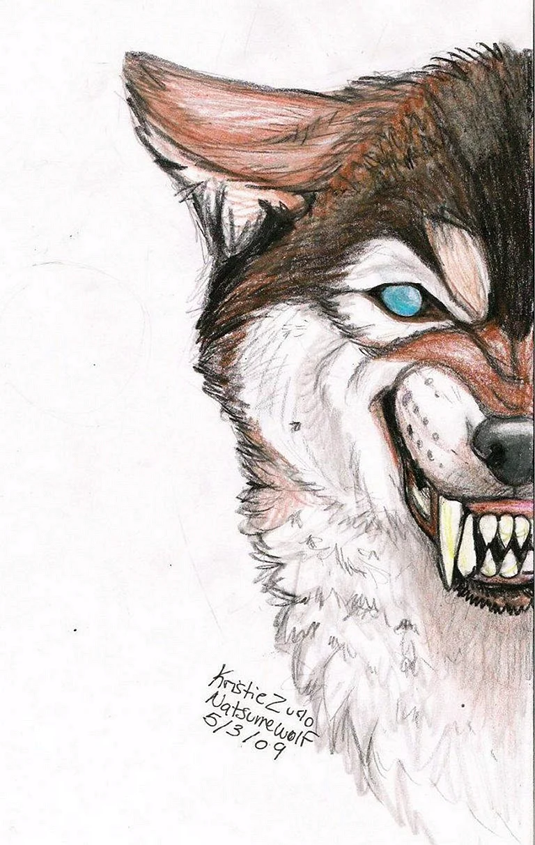 Волк для срисовки