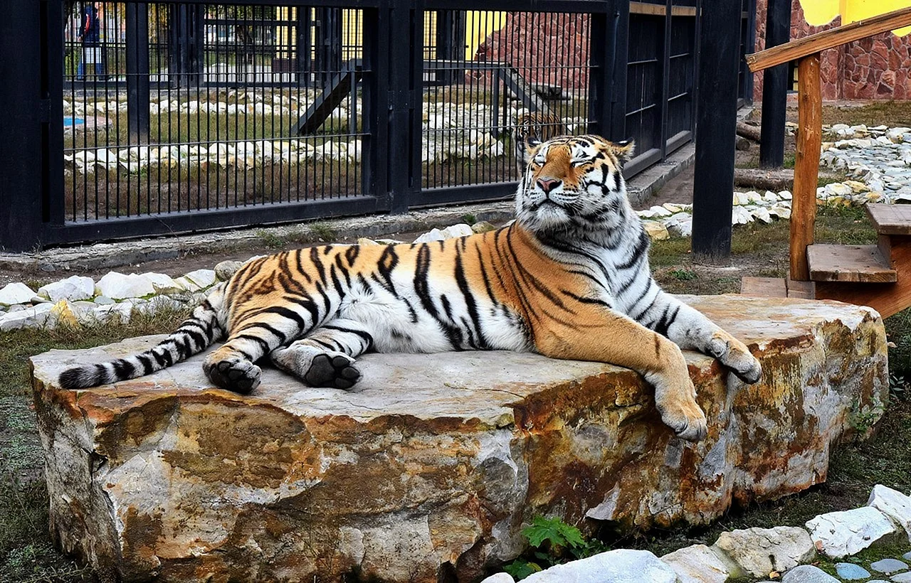 Воронежский зоопарк тигр Цезарь