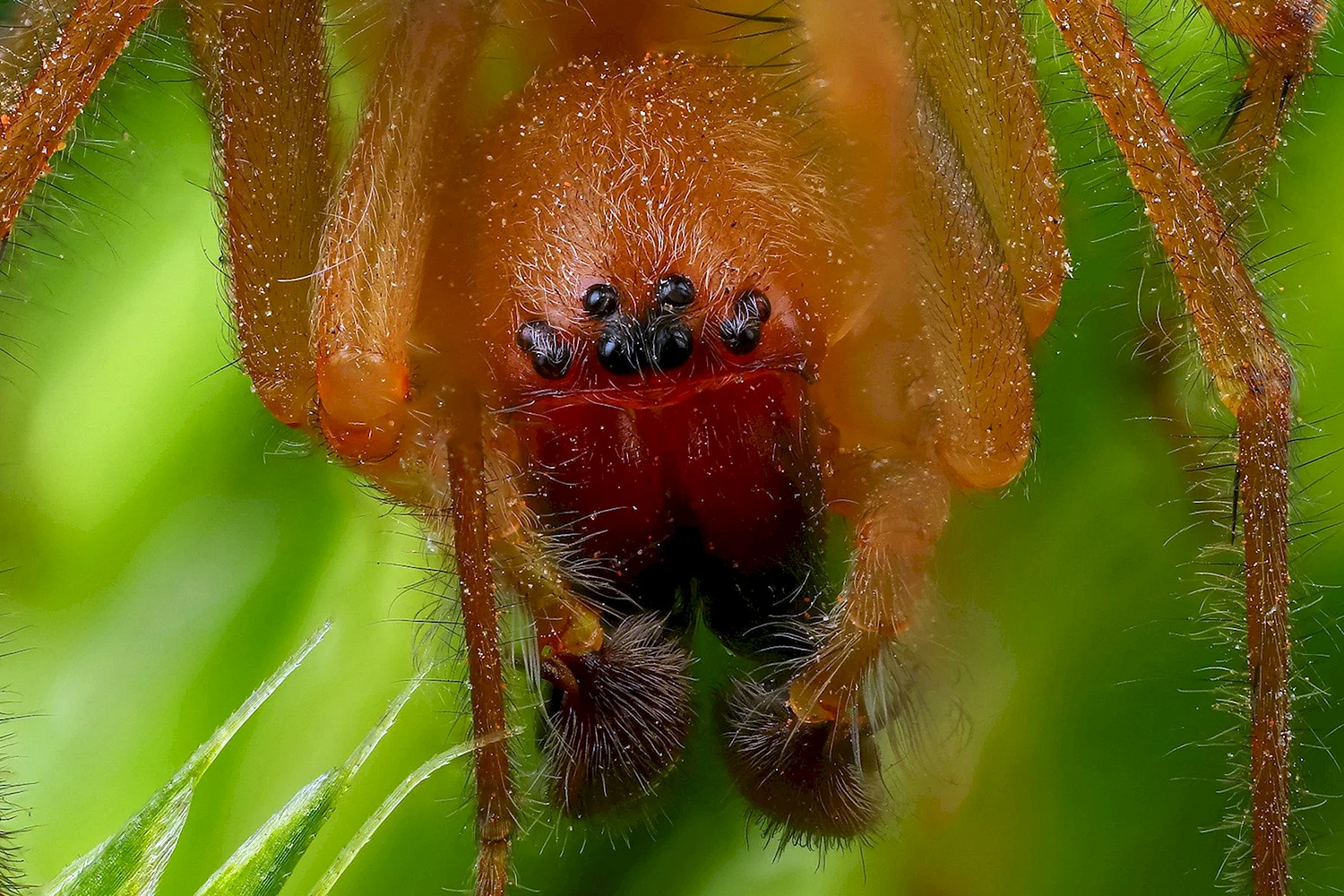 Воронковый паук травяной