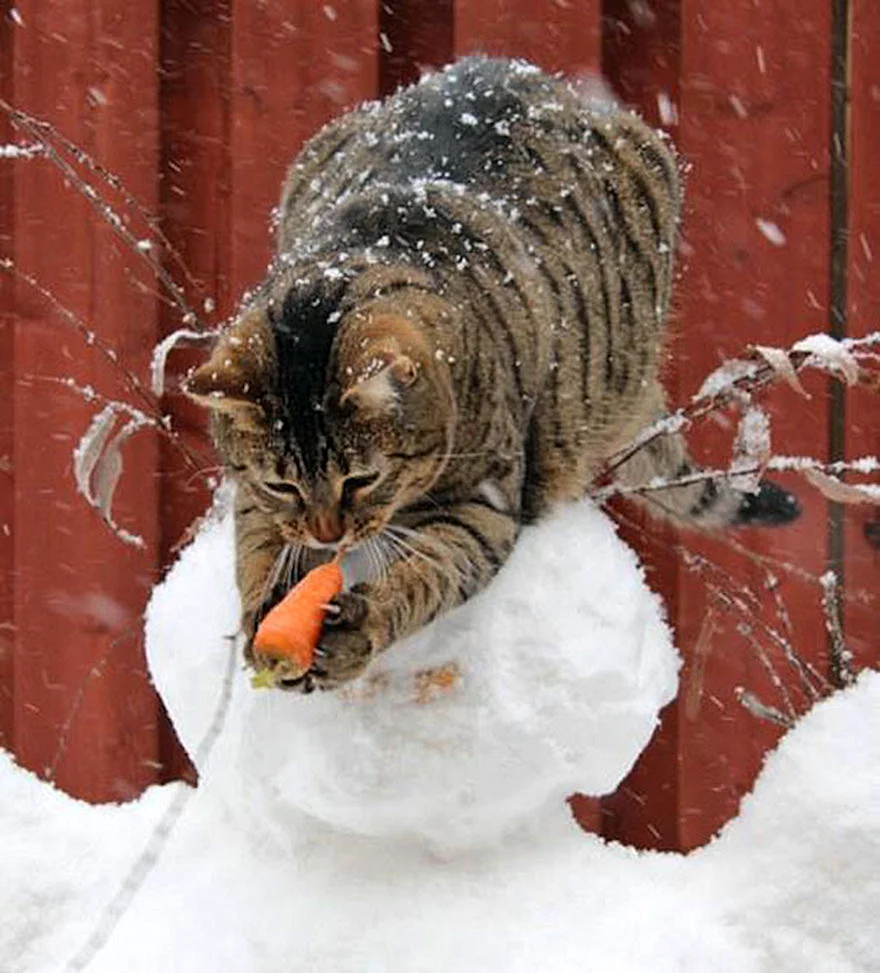 Забавные коты зимой