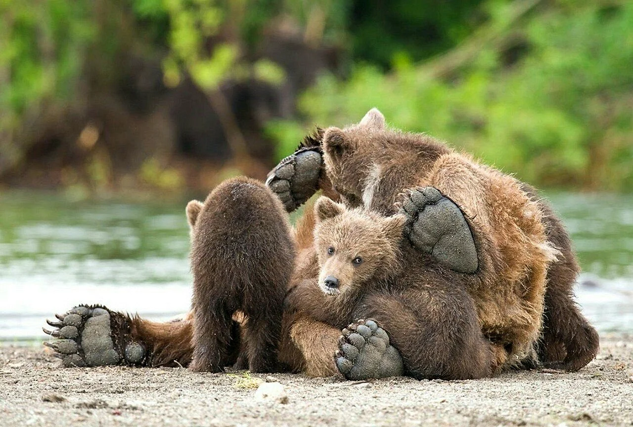 Забавные медвежата