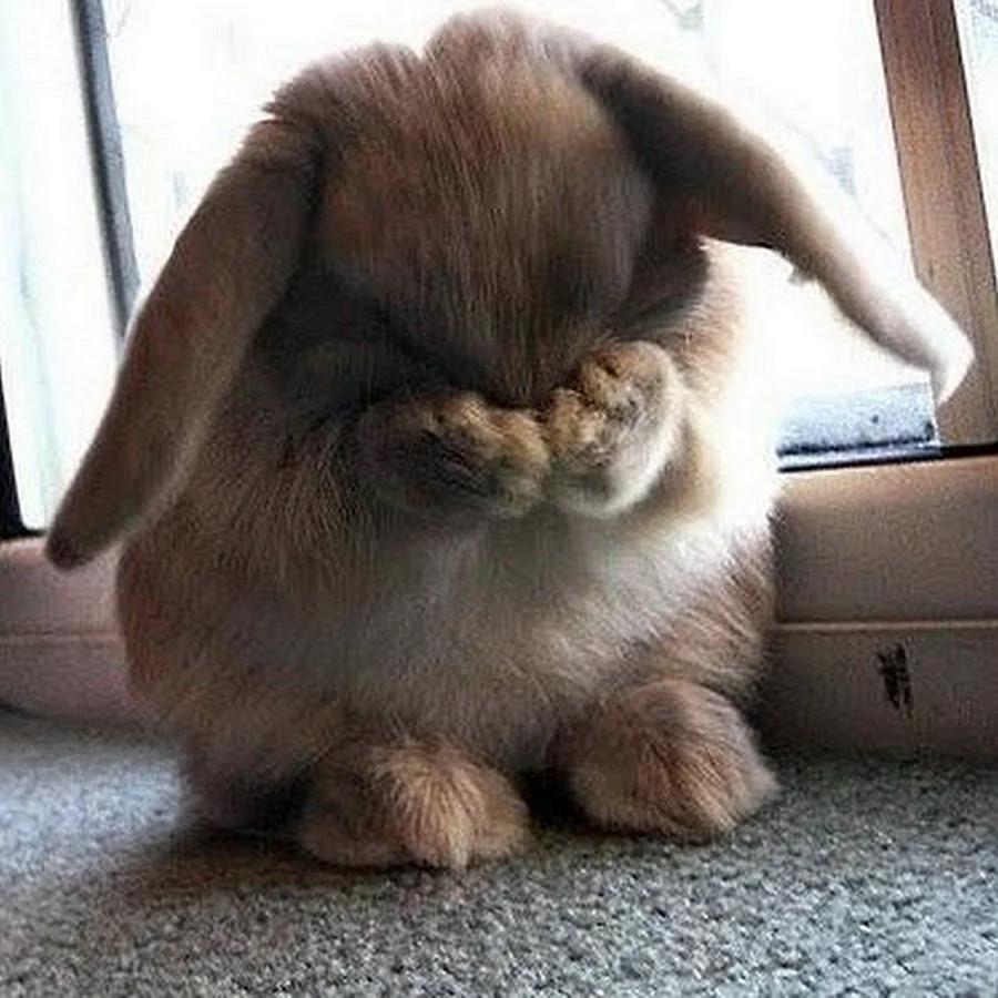 Заяц плачет