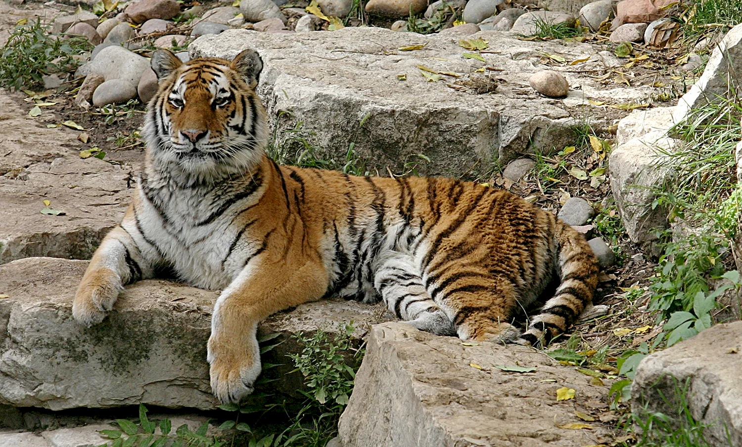 Закавказский Туранский тигр