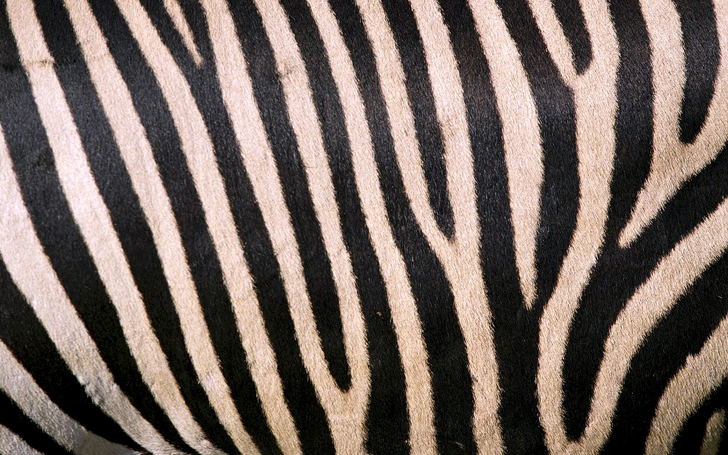 Zebra Stripe s600