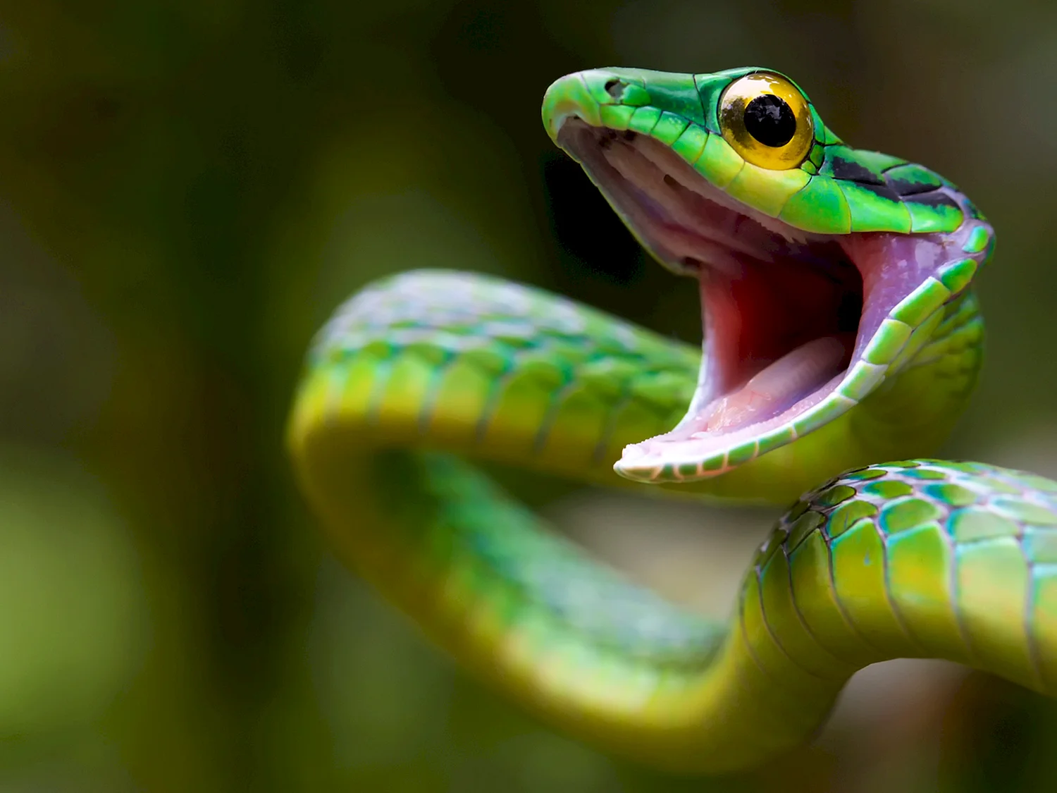 Зеленая куфия змея