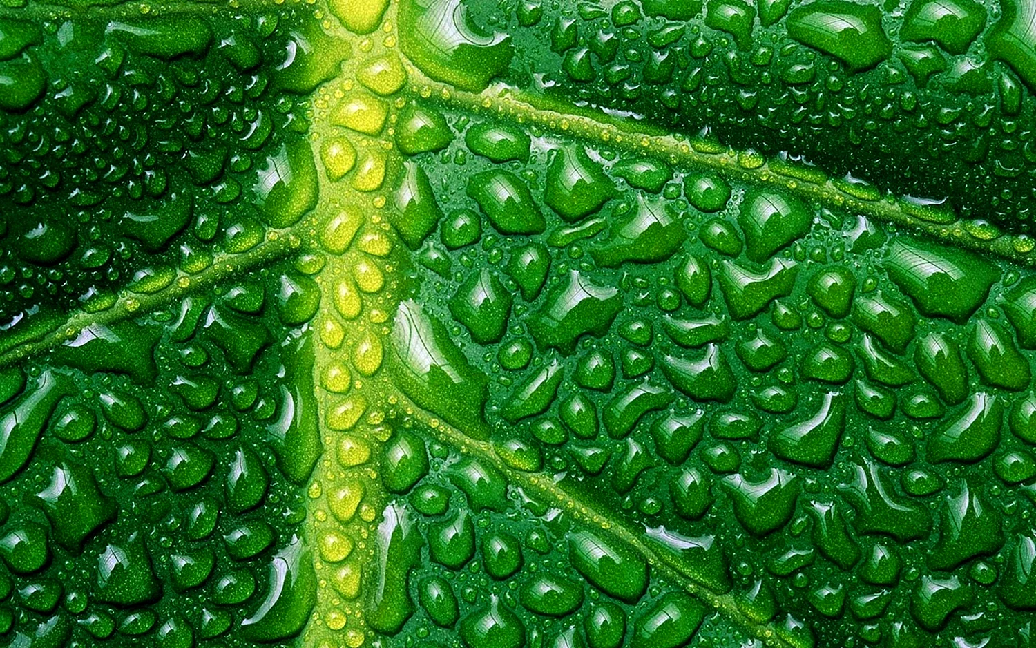 Зелёный пигмент хлорофилл