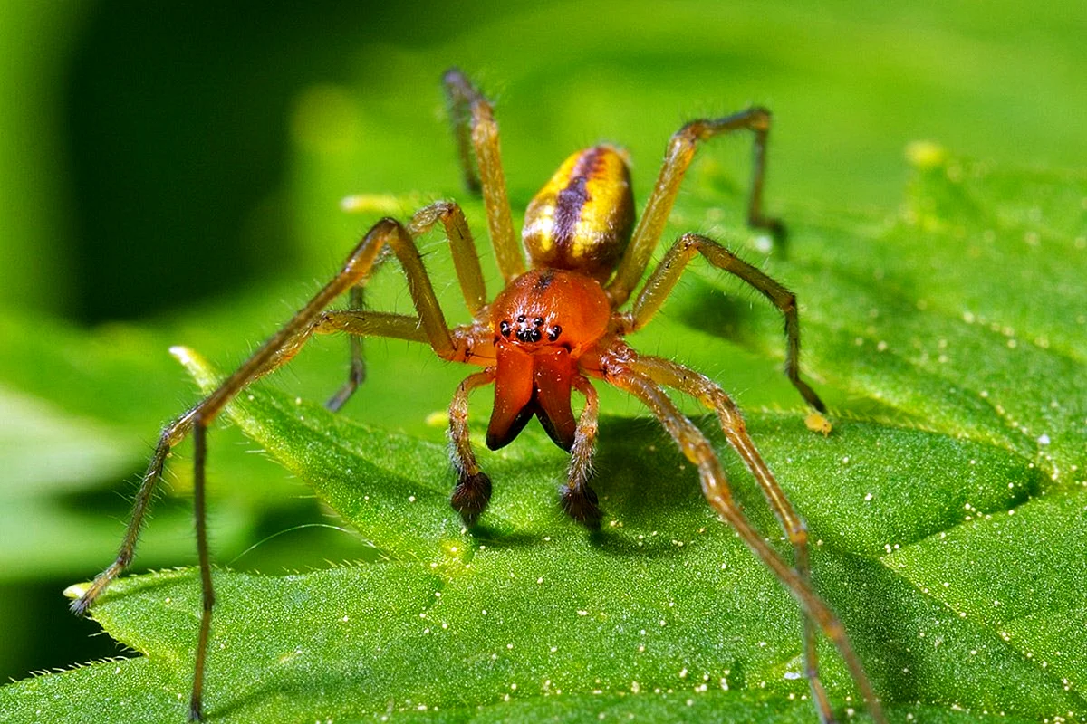 Желтосумый паук Cheiracanthium punctorium