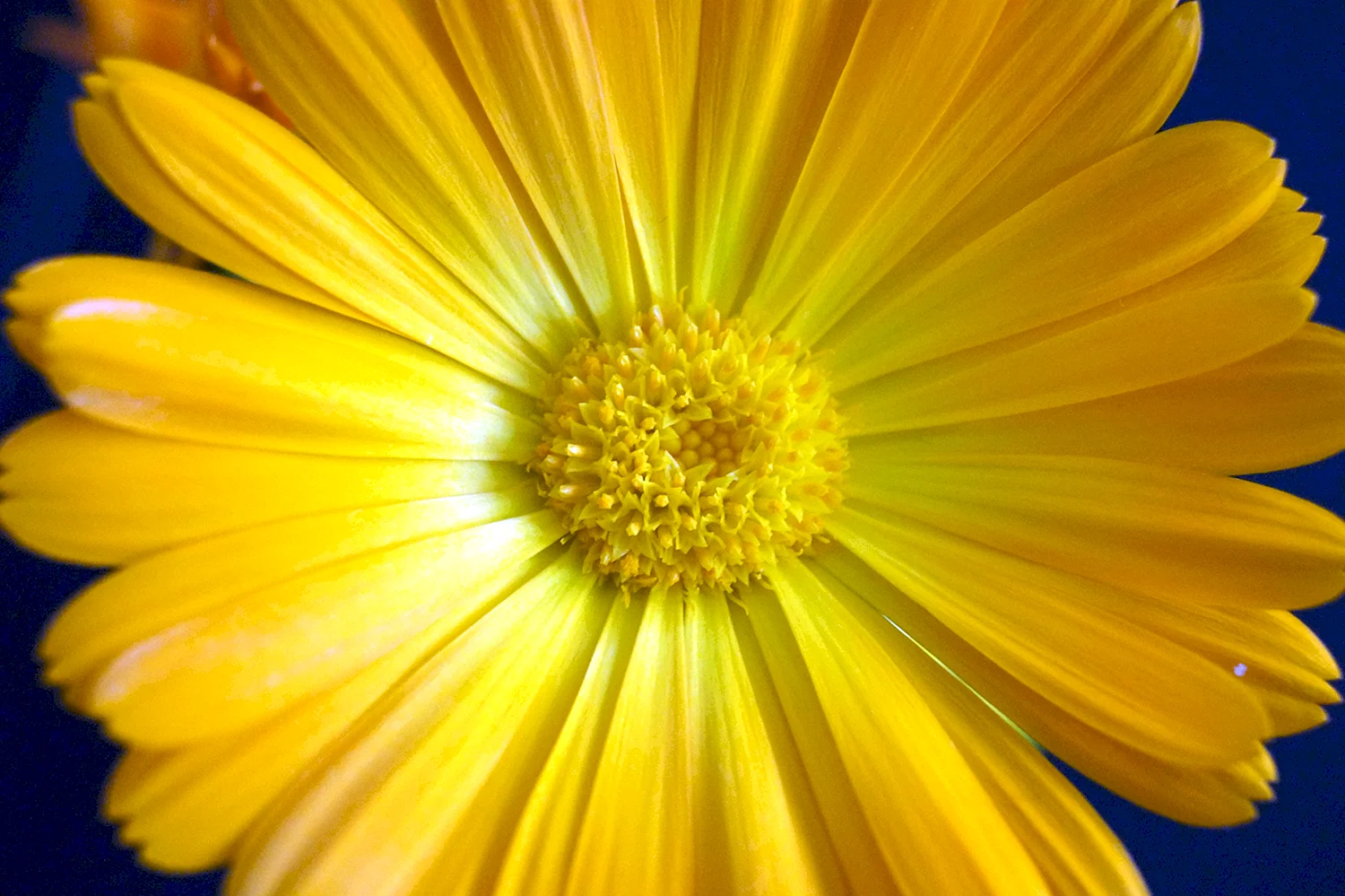 Жёлтый цветок