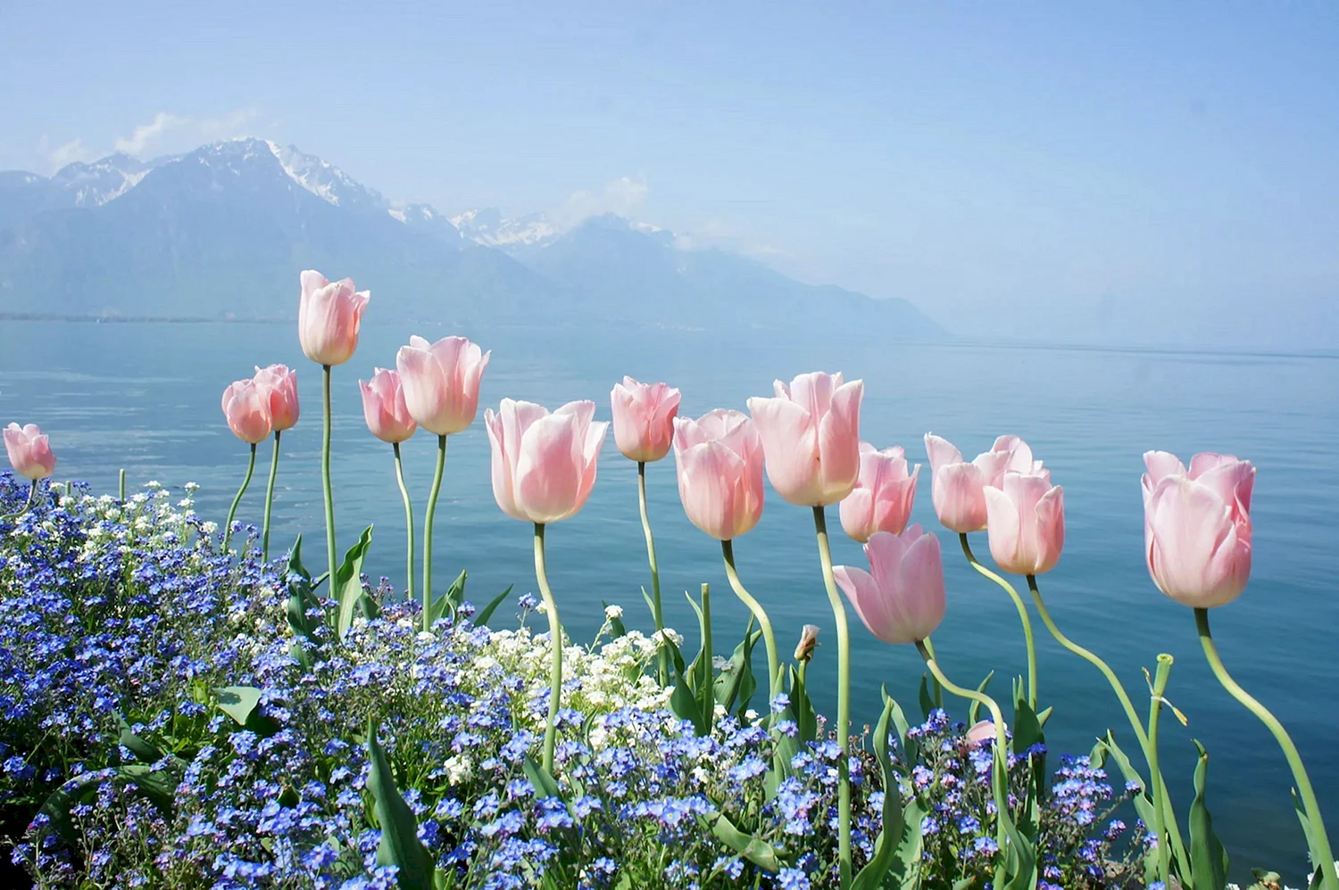 Женевское озеро горы цветы