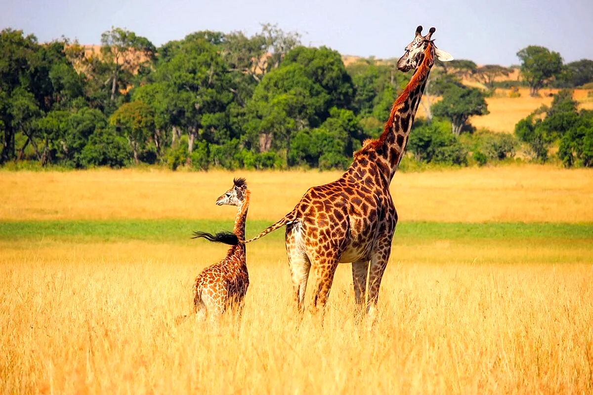 Жираф Саванна Африка