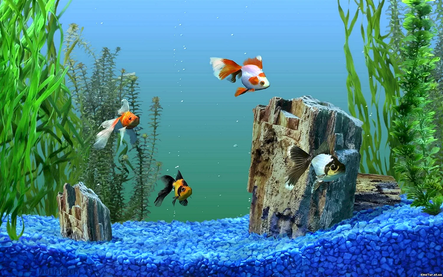 Живой аквариум