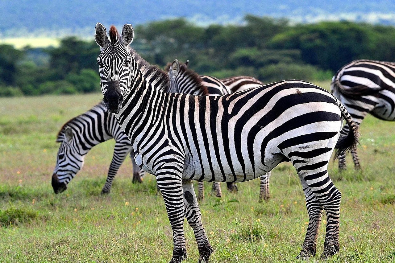 Животные Африки