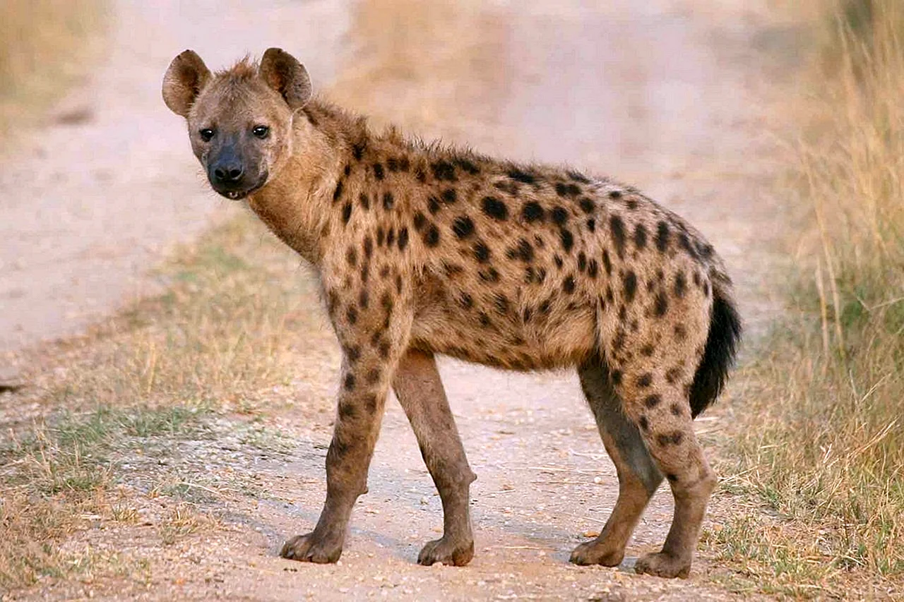 Животные Африки гиена