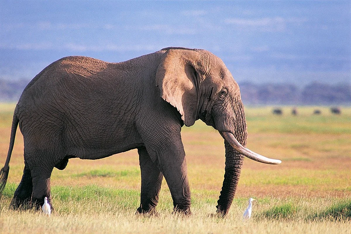 Животные Африки слон