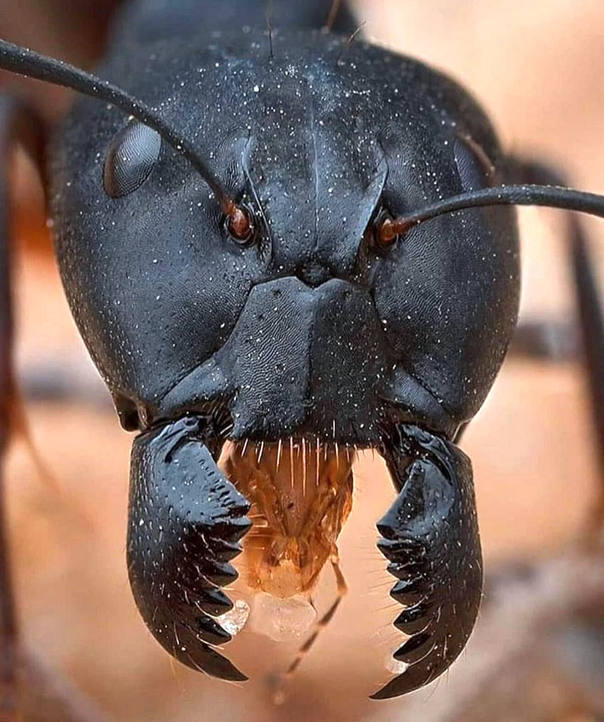 Жвалы муравья