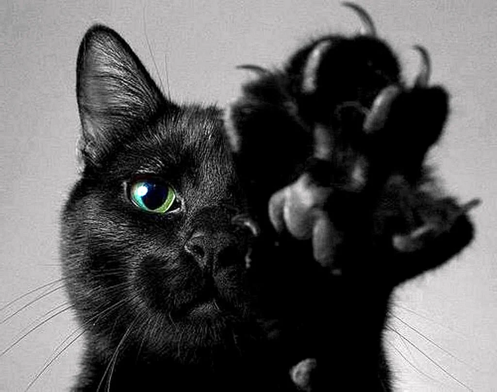 Злая черная кошка