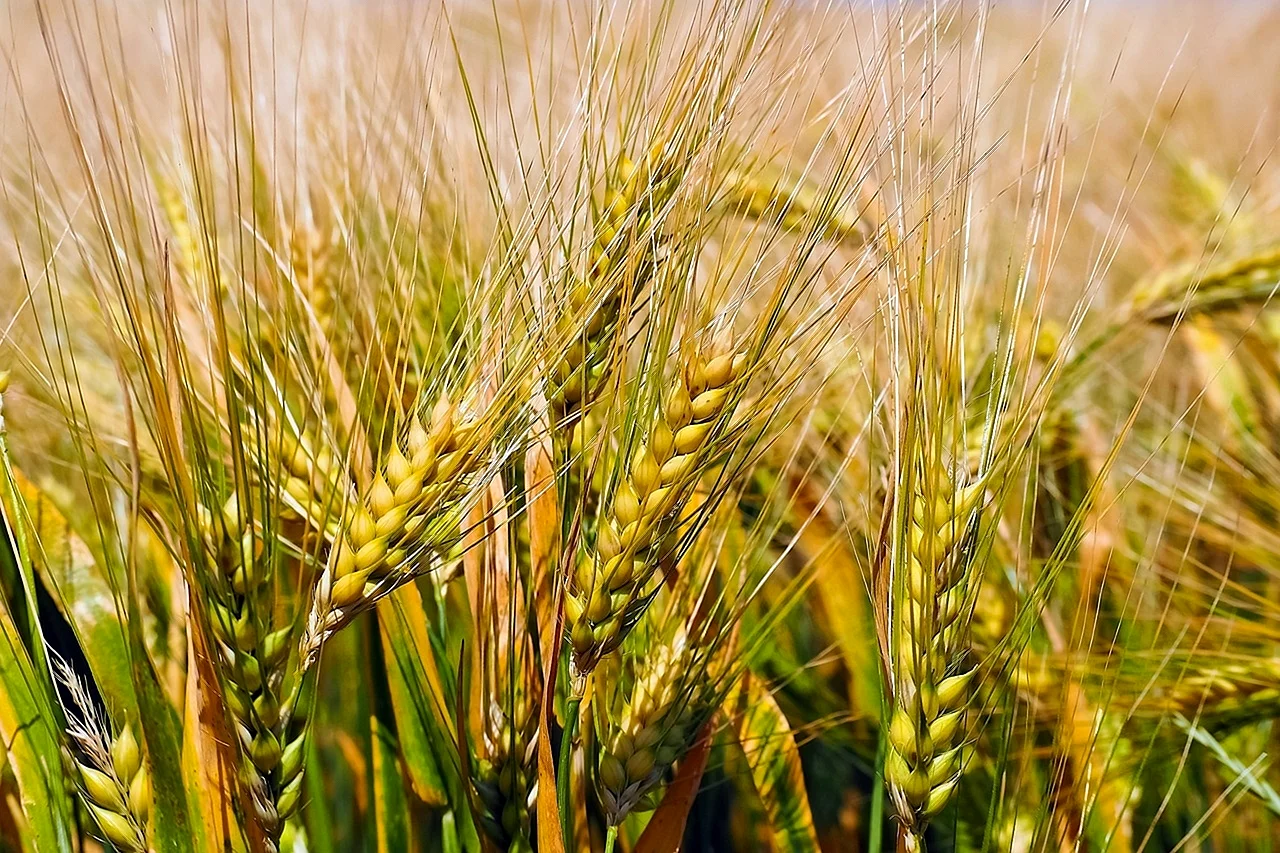 Злаковая культура пшеница зерна