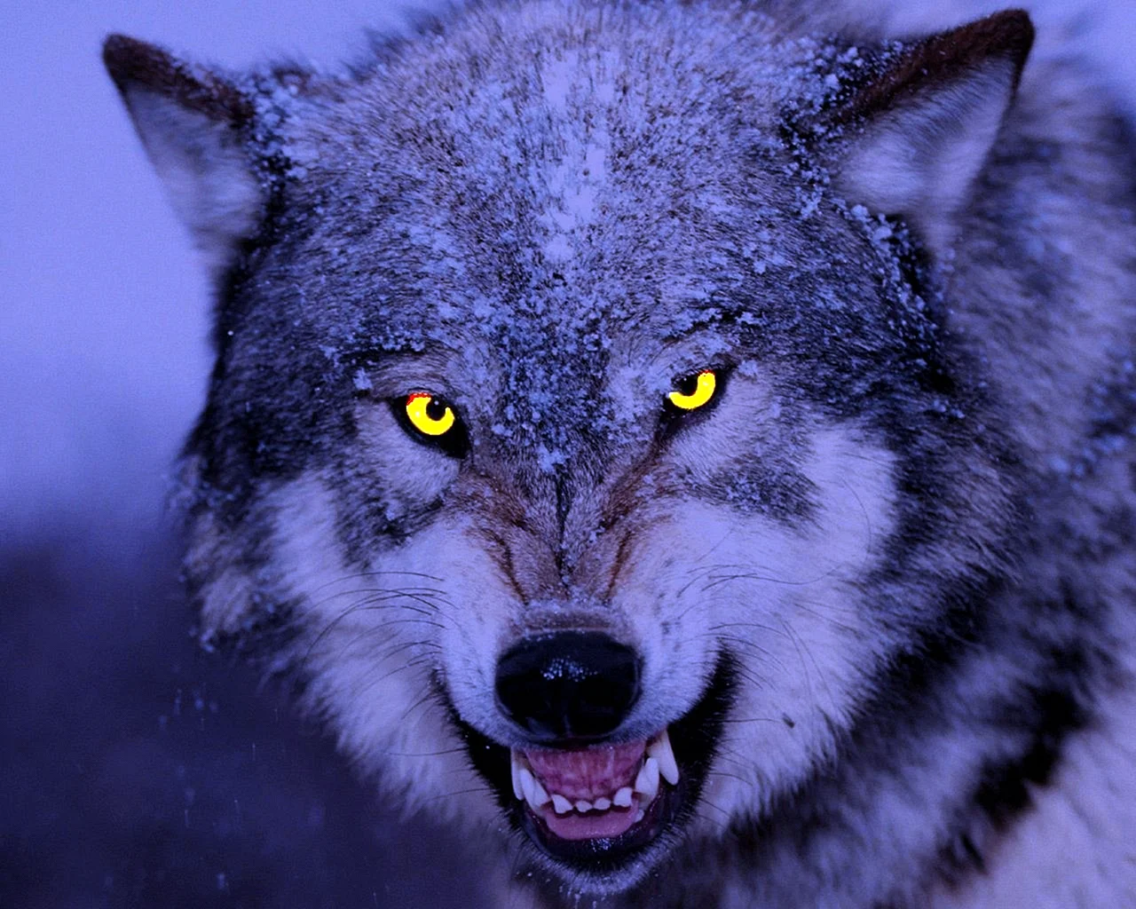 Злой Тамбовский волк