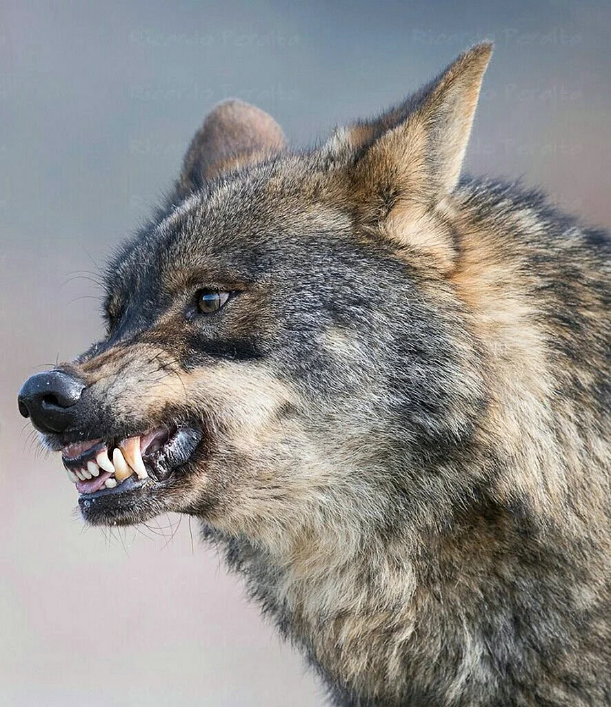 Злой волк оскал
