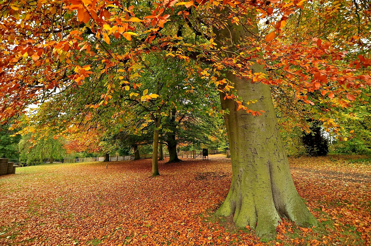 Золотая осень дерево