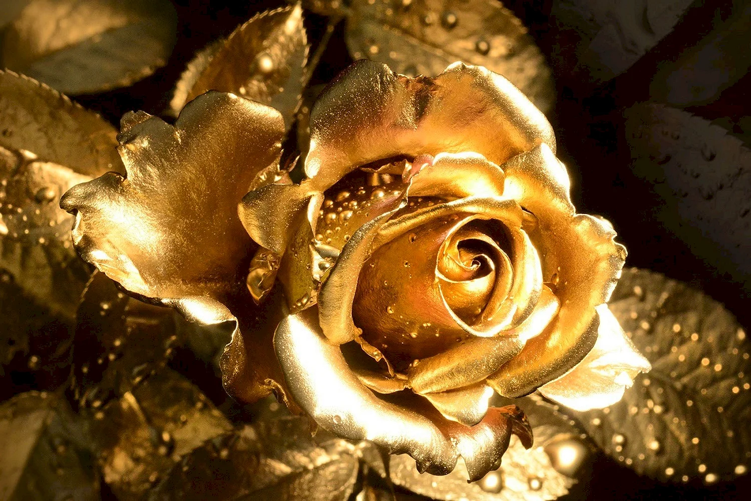 Золотая роза Шамета