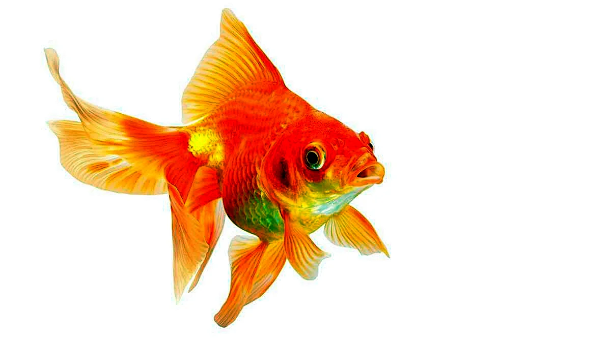 Золотая рыбка Риукин размер