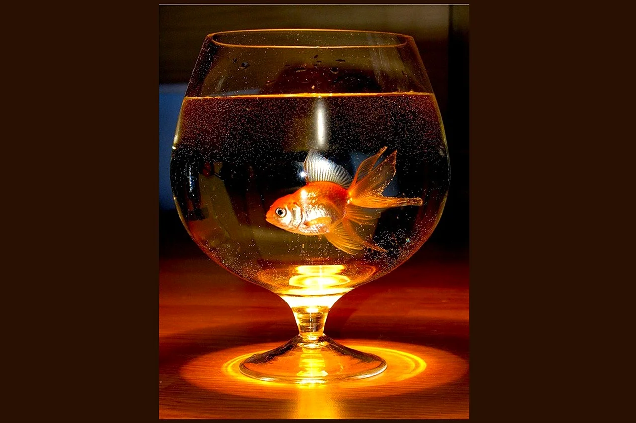 Золотая рыбка в бокале