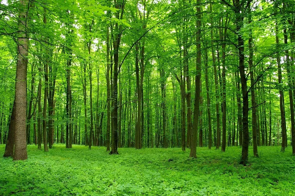 Зона широколиственный лес