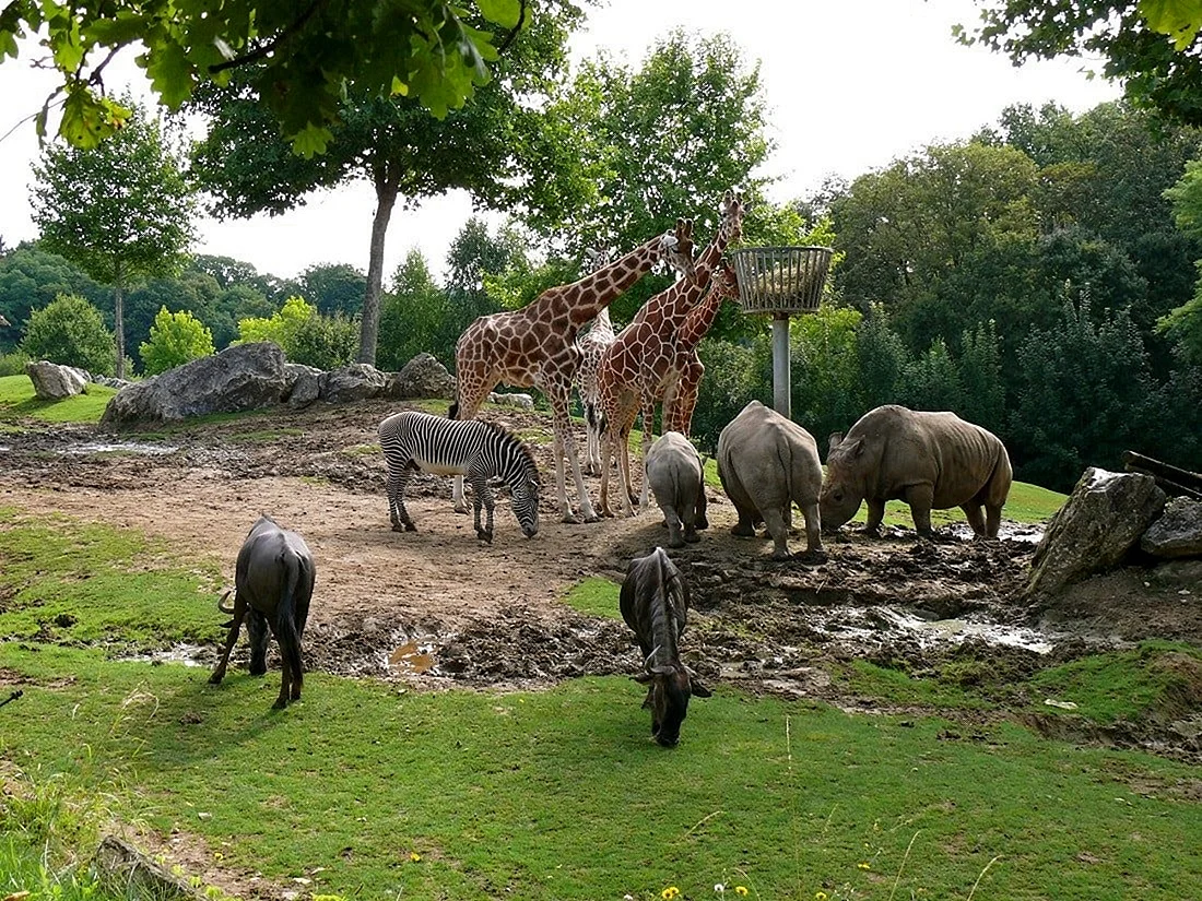 Зоопарк Beauval Франция