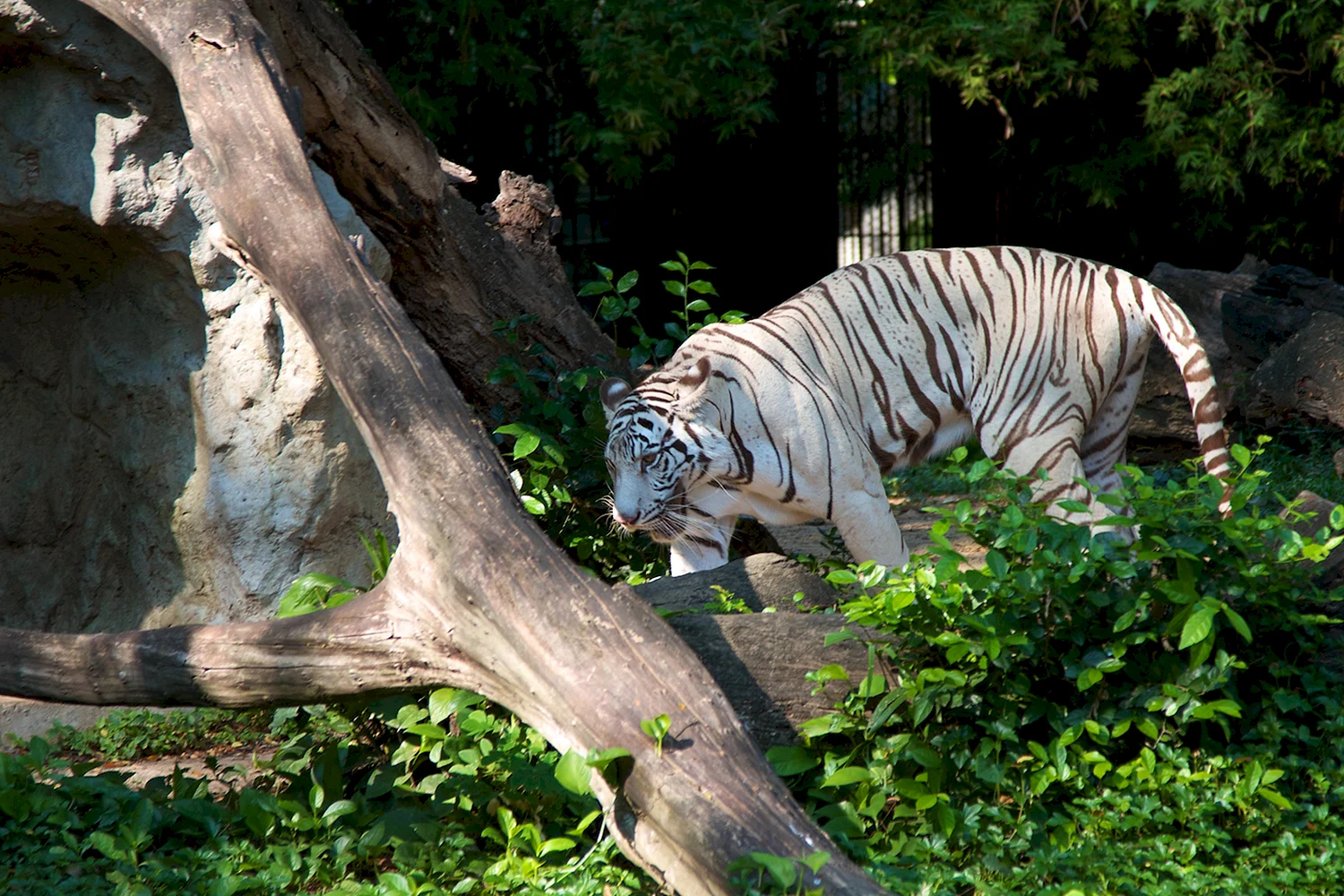 Зоопарк Дусит Бангкок