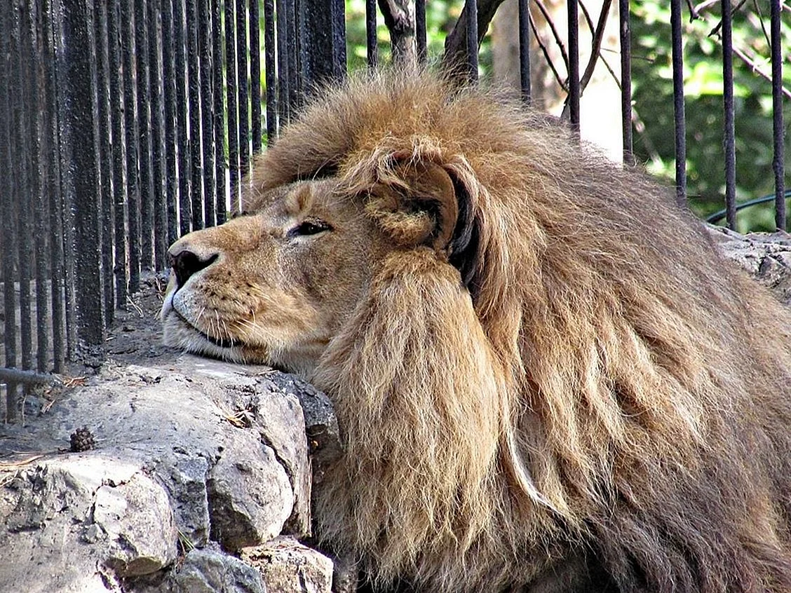 Зоопарк Новосибирск животные