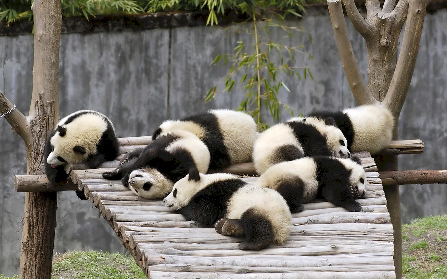 Зоопарк Уэно панды