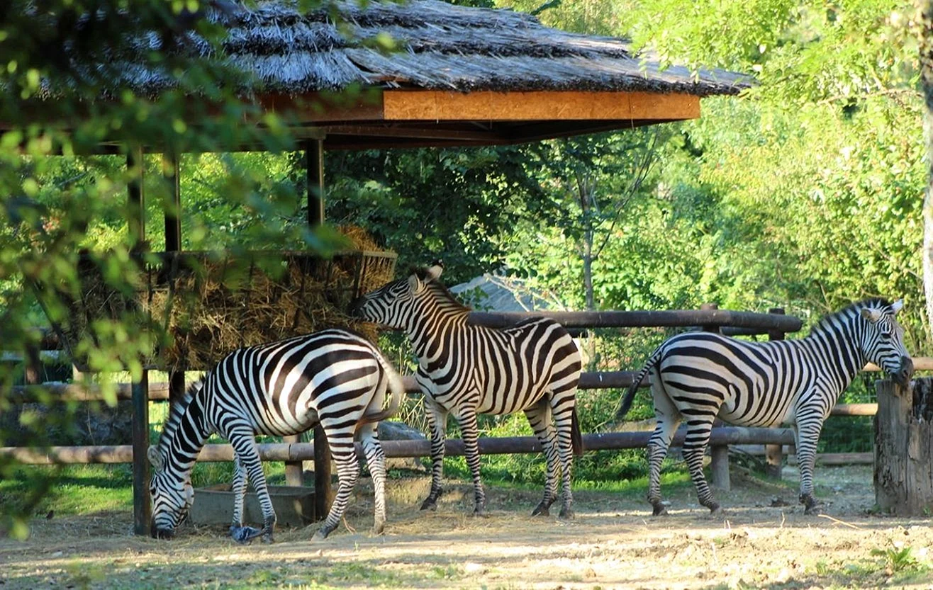 Зоопарк «Zoo Osnabrück» в Оснабрюке