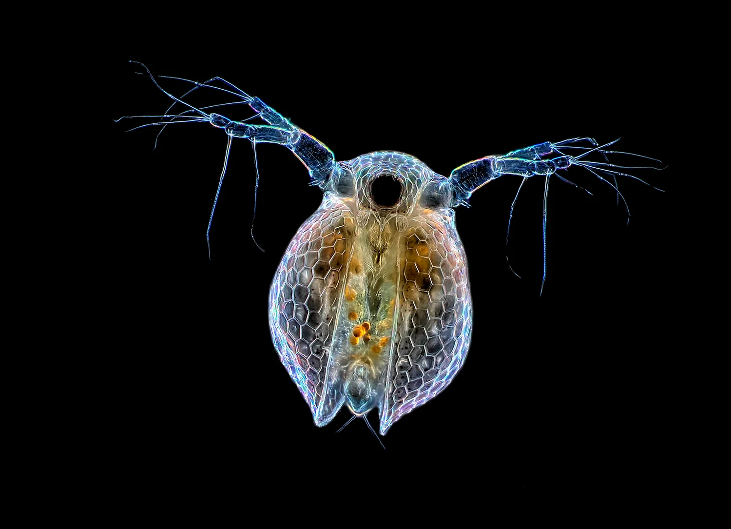 Зоопланктон дафния