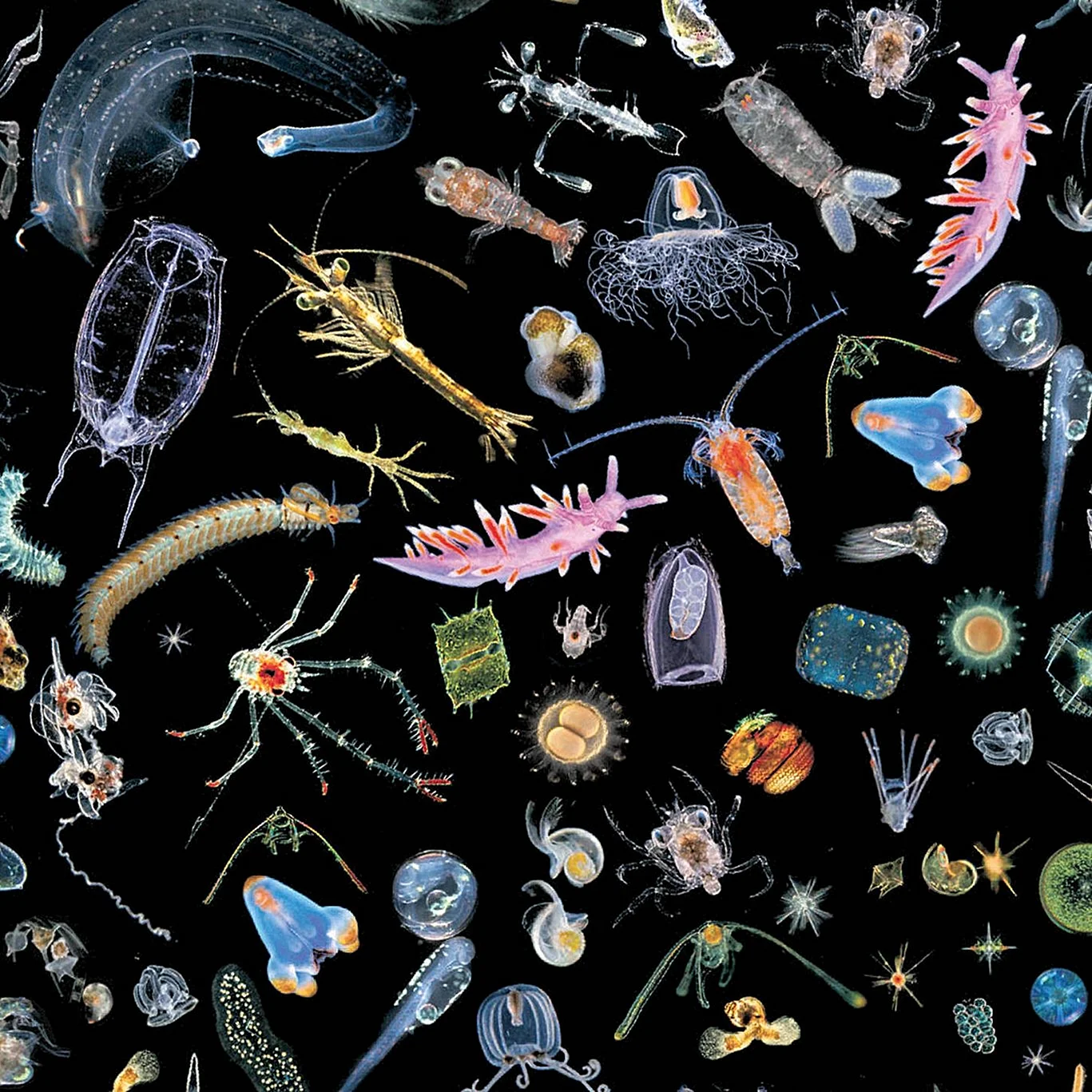 Зоопланктон и фитопланктон