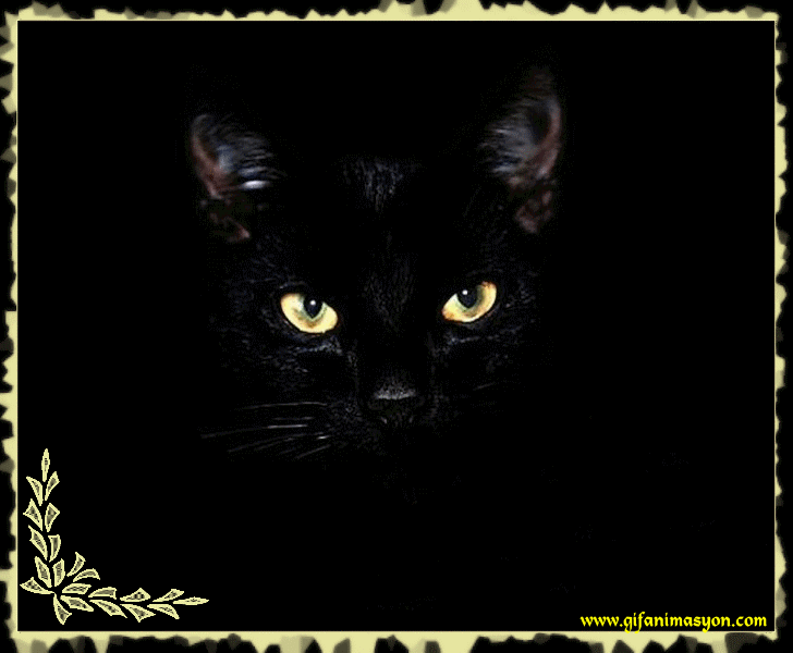 Черные кошка 13. Черная кошка. Черный кот анимация. Блестящие чёрные коты. Черная кошка анимация.