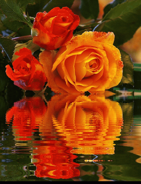 Красивый цветок анимация картинки. Анимационные цветы. Розы отражающиеся в воде. Мерцающие цветы. Красивые анимационные цветы.
