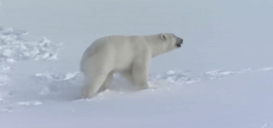 Белый медведь гиф. Белый Медвежонок гифка. Белый медведь идет. Медведь анимированный белый.