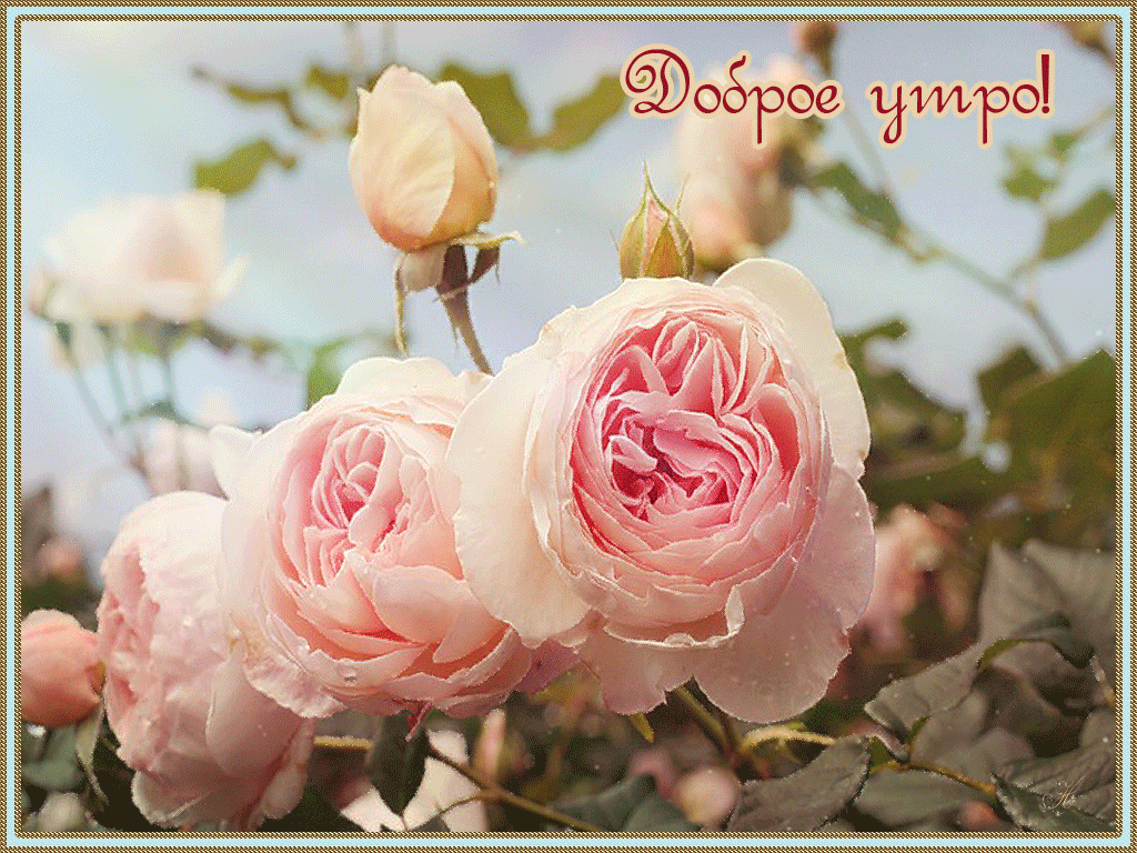 Доброе утро цветы. Доброе утро розы. Доброе утро с цветами. С добрым утром цветы. С добрым утром розы красивые с пожеланиями