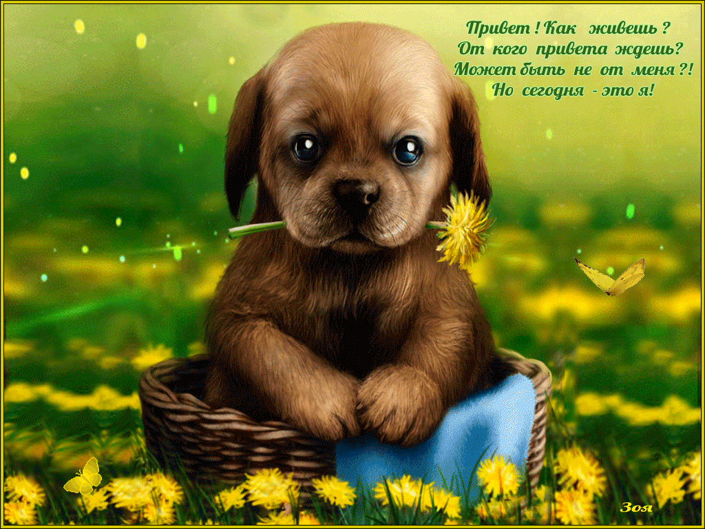 Пожелания доброго дня с животными. Добрые пожелания с собачками. Приветствие картинки. Открытки привет. Милый щенок открытка.