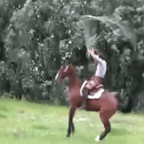 Лошадь скачет. Скачет на коне. Лошади гифки. Смешная лошадь.