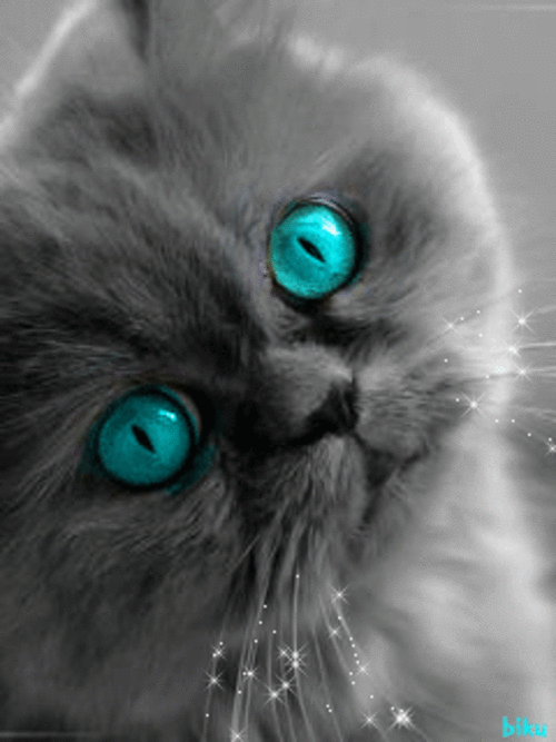 Глаза есть не мигаю. Кот с мигающими глазами. Живые кошки. Заставки на телефон котики. Кот с бирюзовыми глазами.