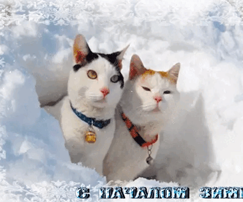 Кот в снегу гиф