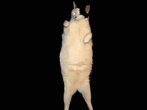 Танцующие котики гиф. Танцующий кот гиф. Кот танцует. Танцующий толстый кот. Гифка танцующего кота.