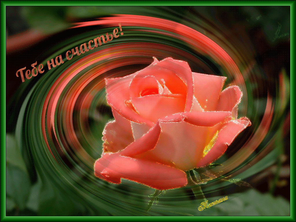 Видео открытка счастья. Розы с пожеланиями. Прекрасные цветы для прекрасной женщины. Чудесные цветы. Красивые открытки.