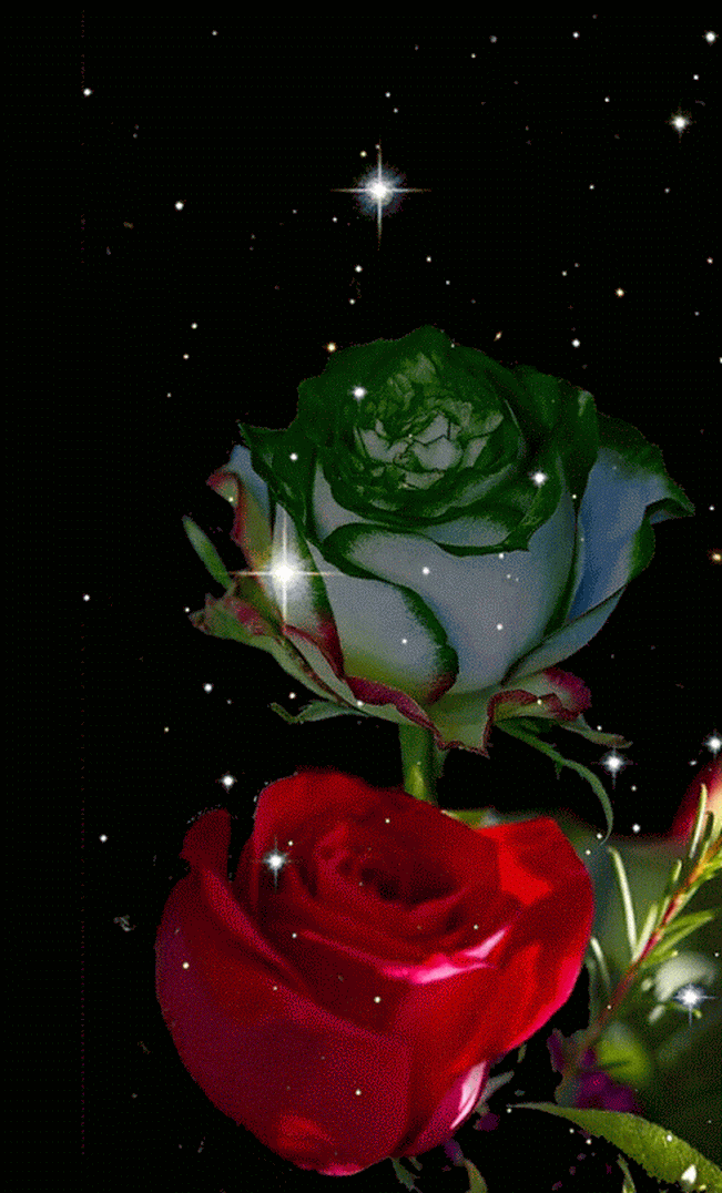 Мерцающие розы. Живые розы. Розы переливающийся. Необычные розы. Красивая розы гиф