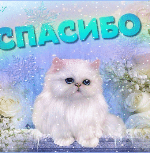 Открытка спасибо с котиком