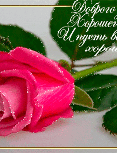 Открытки доброе утро с розами
